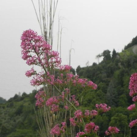 Ca Gialla De Drignana Vernazza Luaran gambar